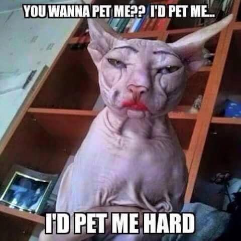 you wanna pet me?? i'd pet me, i'd pet me hard, hairless cat with lipstick and painted eyebrows