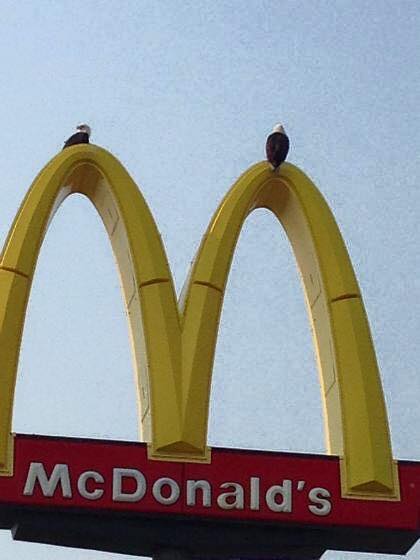 a very patriotic photo of a bald eagle perched on golden arches