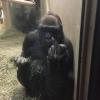 gorilla giving you the middle finger, zoo animal