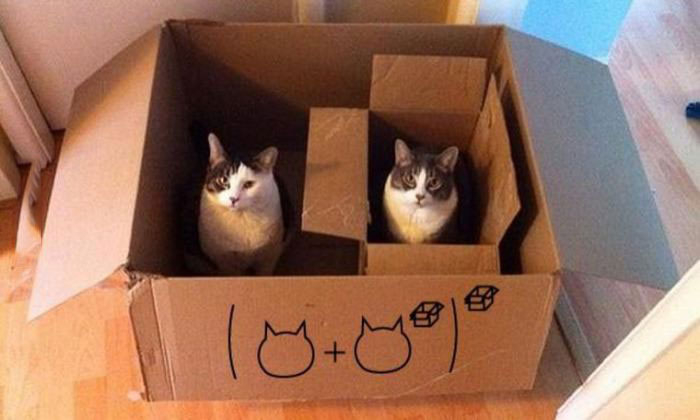 box cat cubed
