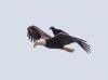 crow riding on top of flying bald eagle