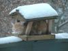 i'm still trying to find out what kind of bird this is, cat in bird house to be protected from snow