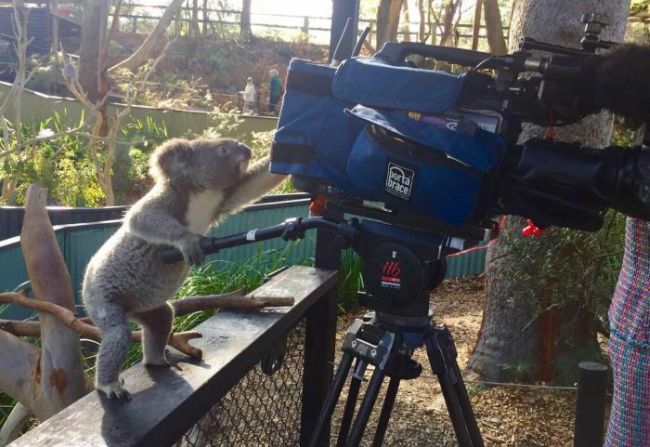 koala filming the wild humans