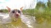 wide eyed cat swimming in a swamp
