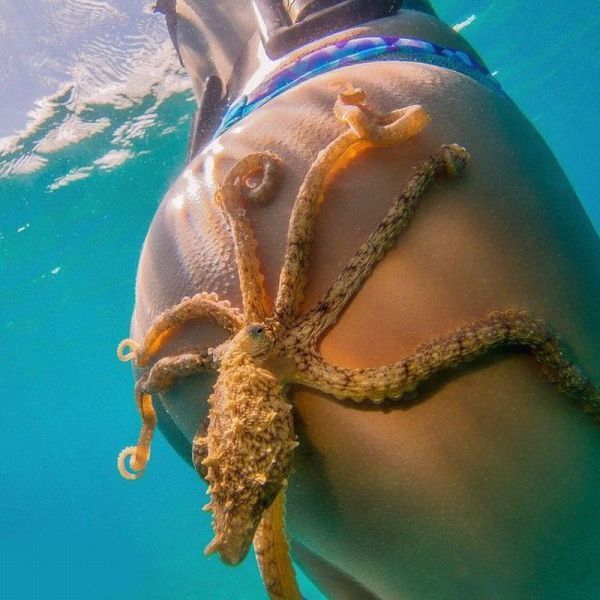 i've seen enough hentai to know where this is going, octopus on girls' ass