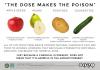 the dose makes the poison, apple seeds, pears, potatoes, courgettes
