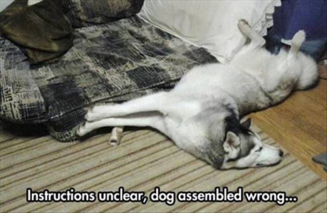 instructions unclear, dog assembled wrong...
