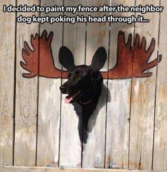 i decided to paint my fence after the neighbor dog kept poking his head through it