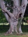 ridiculously scary tree, creepy face like features on old tree