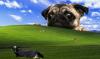 windows desktop wallpaper hacked, pug looking at cows on grassy knoll