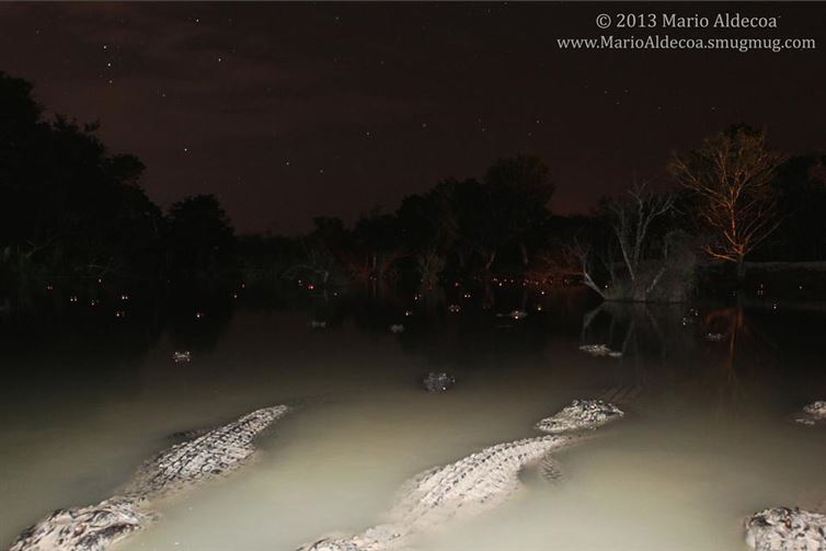 this is why riverboat tours don't happen at night, alligators