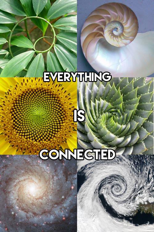 everything is connected, spiral at all levels of nature