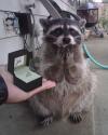 when you propose to your raccoon girlfriend and she says yes
