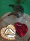 russell stover box for seals, fish in a chocolate box