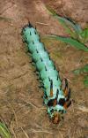 oh look it's the majestic wild nope-a-pillar, green spiky caterpillar, insect