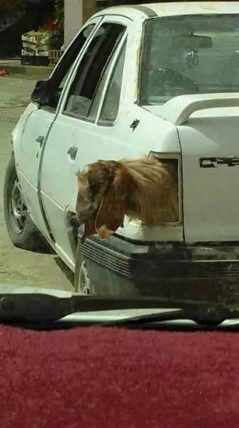 when your goat is hanging his head out of your car trunk, wtf