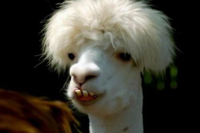 when you get your hair done but you are still ugly as fuck, buck tooth llama
