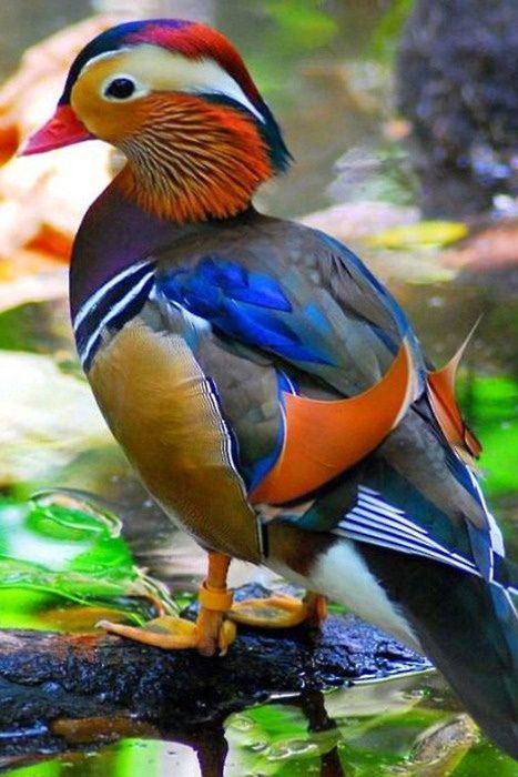 behold the mandarin duck, the most colourful duck in the world
