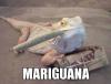 mariguana, iguana smoking a joint, meme