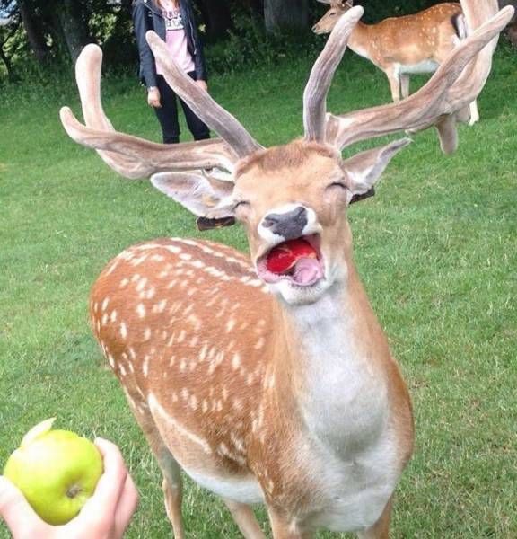deer eating an apple and looking quite happy