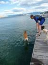 jesus dog can fetch in harsh conditions, dog apparently standing on water, timing