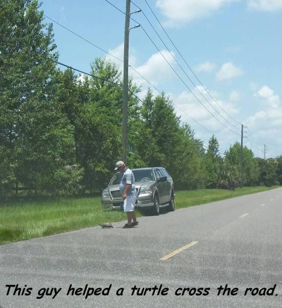 this guy helped a turtle cross the road