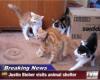 breaking news justin bieber visits animal shelter, hissing kittens