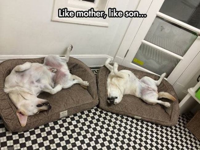 like mother like son, two dogs sleeping on their backs