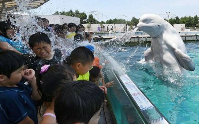 beluga spitting water at spectators