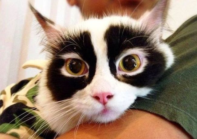 burglar eyed cat