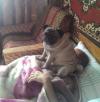 pug sitting on owner's face in bed
