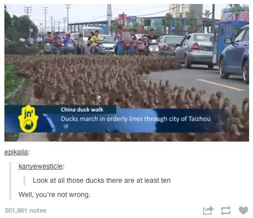 look at all those ducks there are at least ten, well you're not wrong
