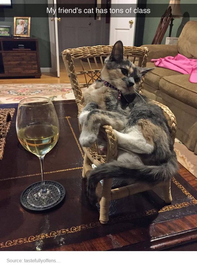 my friend's cat has a ton of class, cat in tiny rocking chair next to a glass of wine