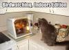 birdwatching indoor edition, cat staring at rotisserie chicken, meme