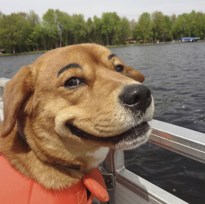 20 hilarious dogs with eyebrows