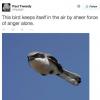 this bird keeps itself in the air by sheer force of anger alone