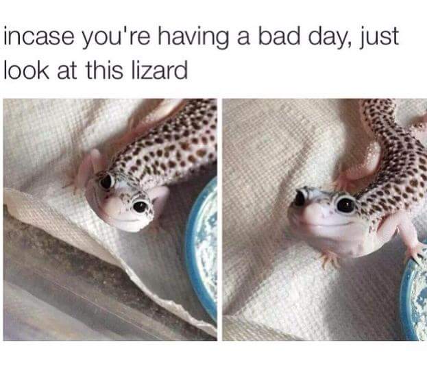 in case you're having a bad day just look at this lizard