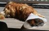 kitten sleeping in dog's head cone
