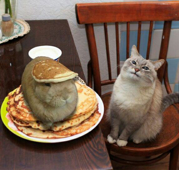 when there's a hare on your pancake, cat is not impressed