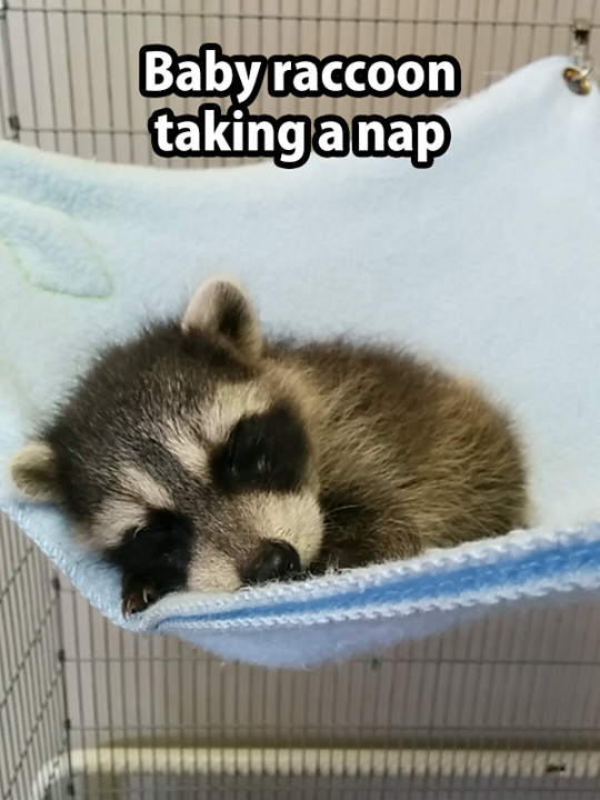 baby racoon taking a nap