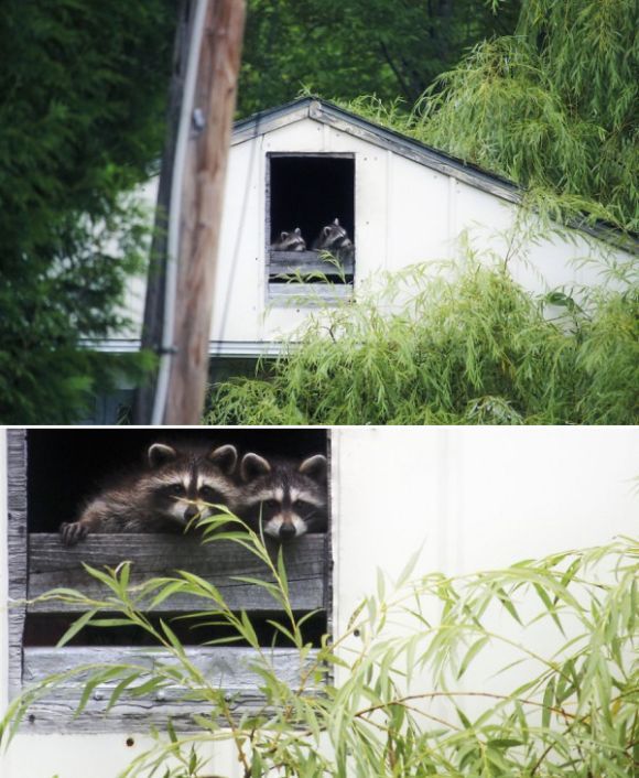 two racoons chilling in an antic window
