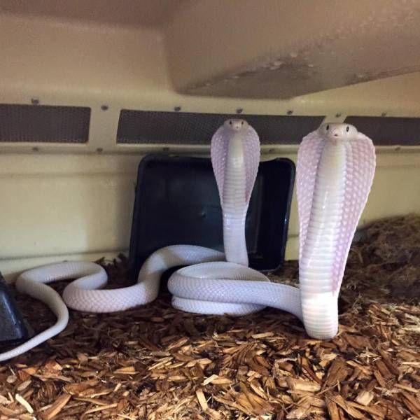 two albino king cobras standing up