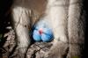 15 pictures of crazy animal genitalia