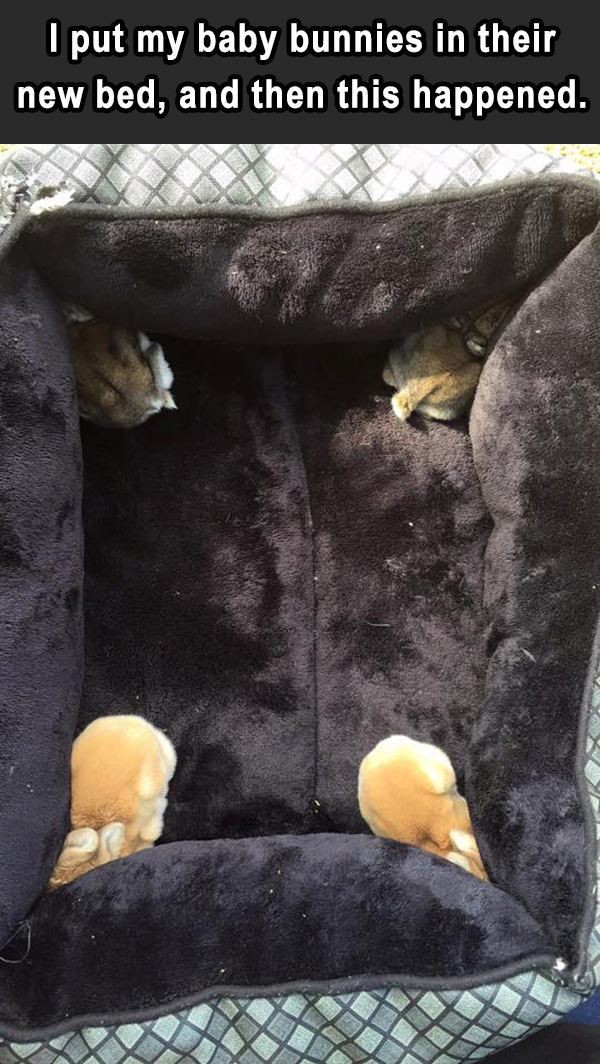 i put my baby bunnies in their new bed then this happened