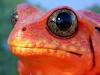 macro photograph of a red frog with intricate eyes, nature