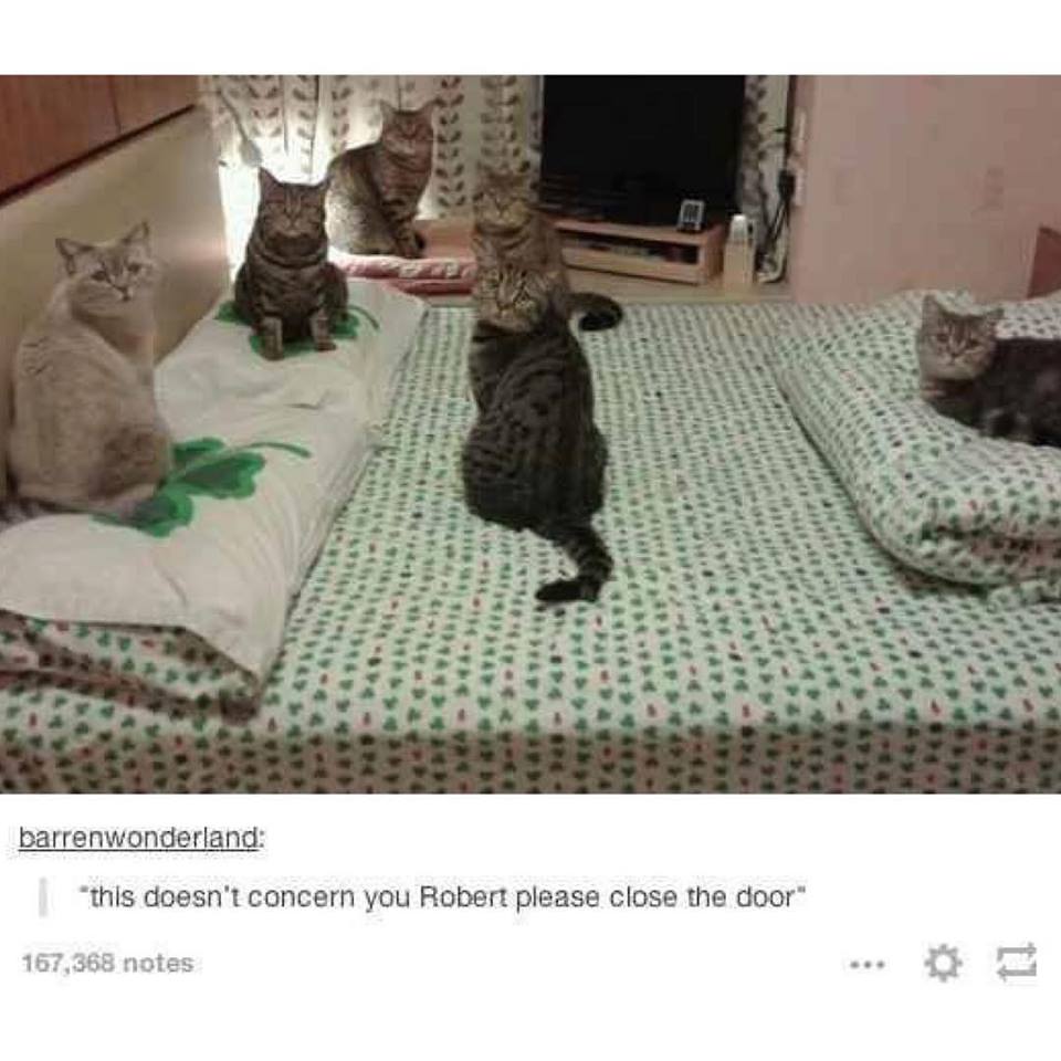 this doesn't concern you robert please close the door, six cats on bed looking at owner