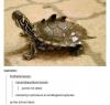 punks not dead, heosemys spinosa is an endangered species, punks almost dead, turtle with spikes on shell