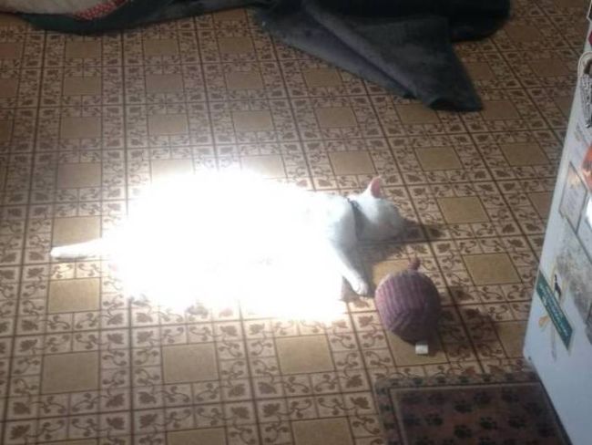 when you find out that your cat is made of pure light