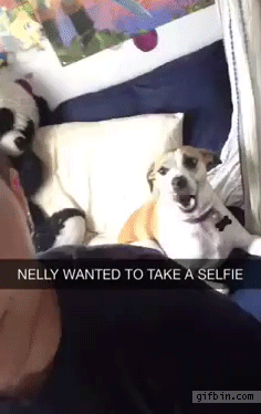 nelly wanted to take a selfie, dog poses for the camera