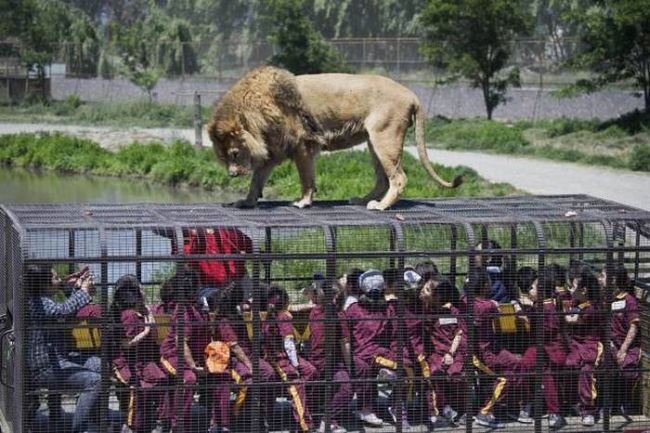 a lion admiring humans in their cage